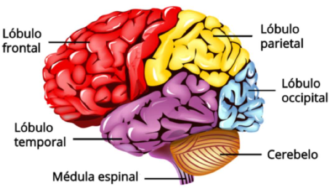 Áreas do córtex cerebral (lóbulos) puzzle online