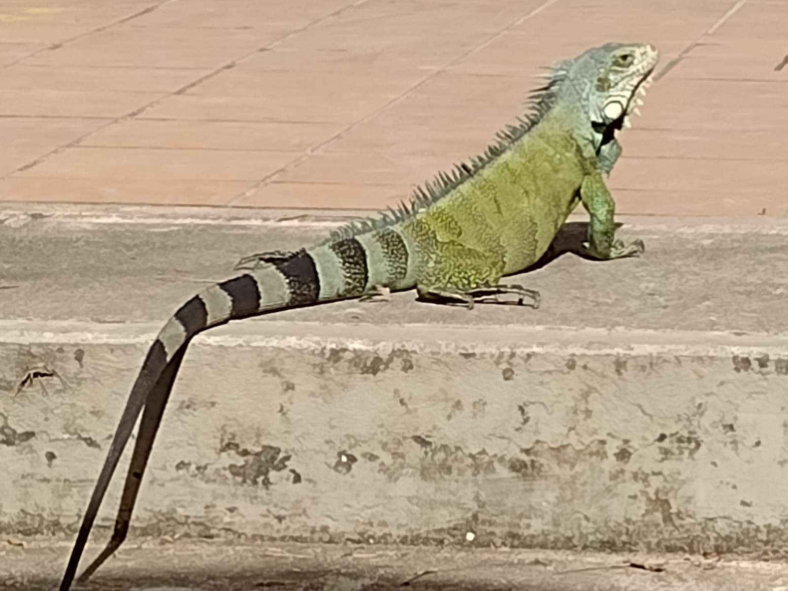 Grön iguana Pussel online