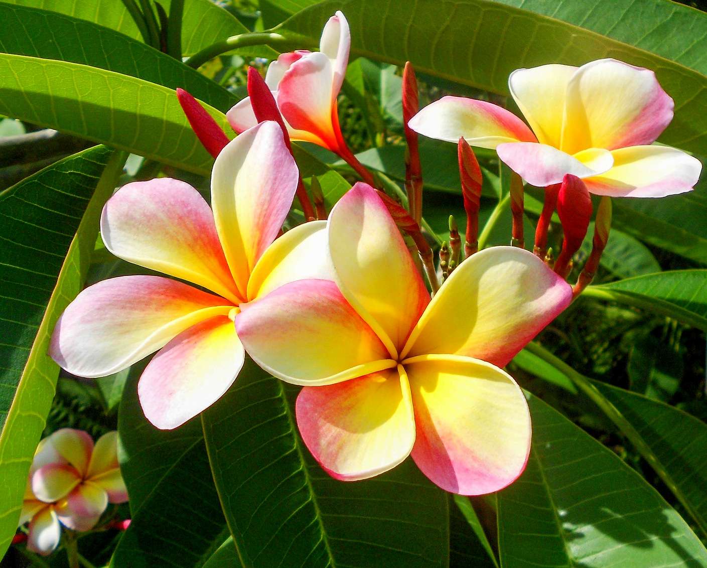 Plumeria - uma flor exótica excepcionalmente bonita puzzle online
