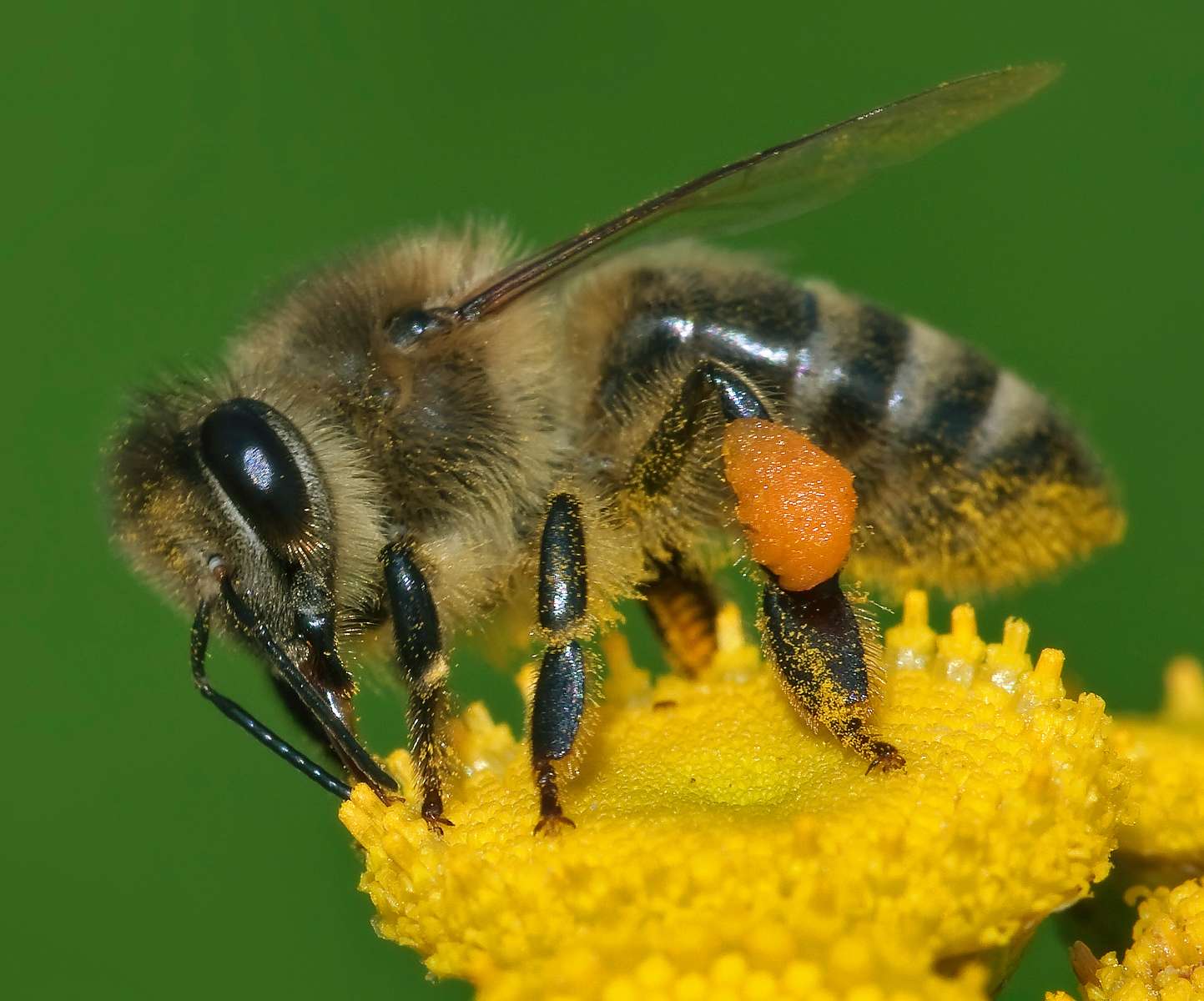 бджола головоломка онлайн пазл