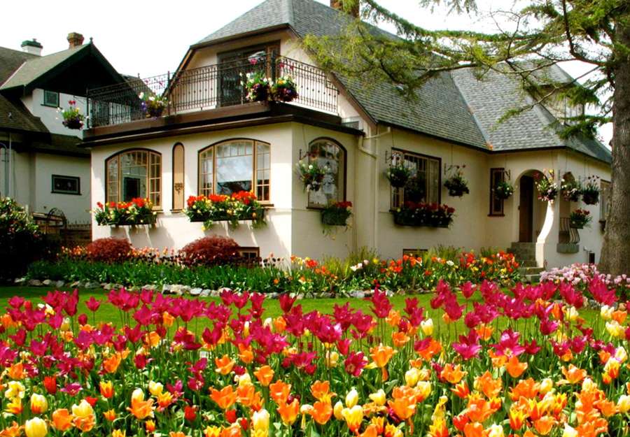 Разноцветные тюльпаны на участке пазл онлайн