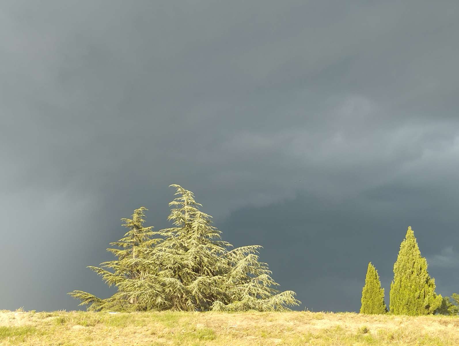 Cypress trees under a stormy sky jigsaw puzzle online