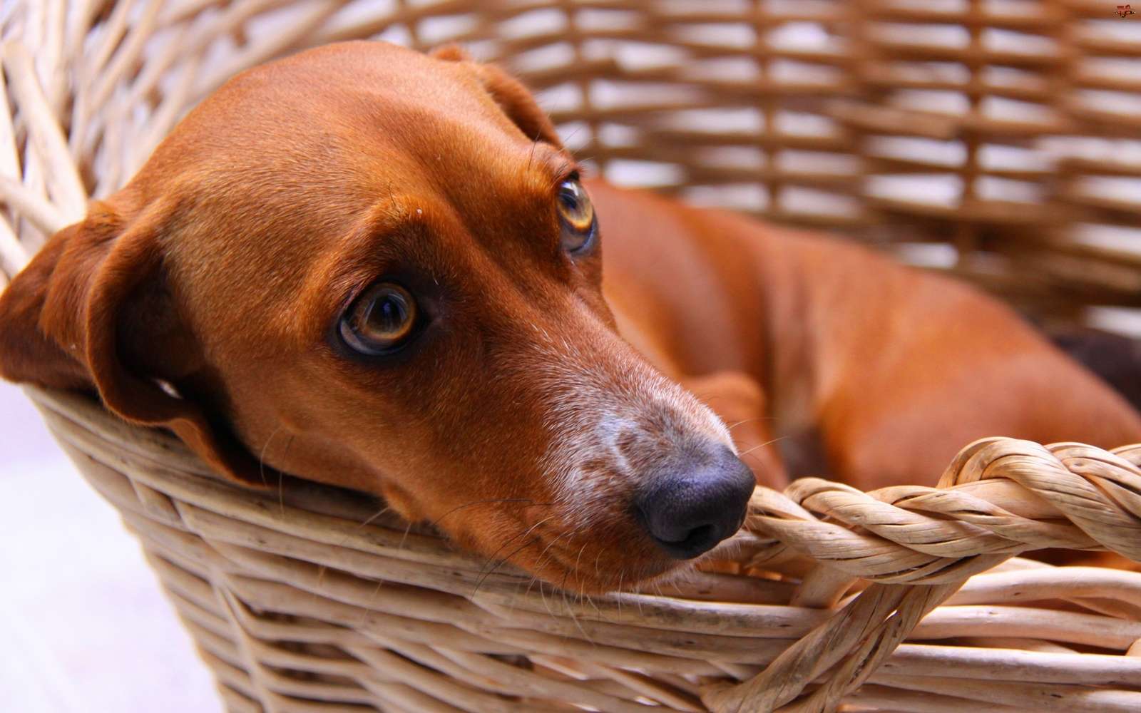 κουρασμένο τζίντζερ dachshund παζλ online