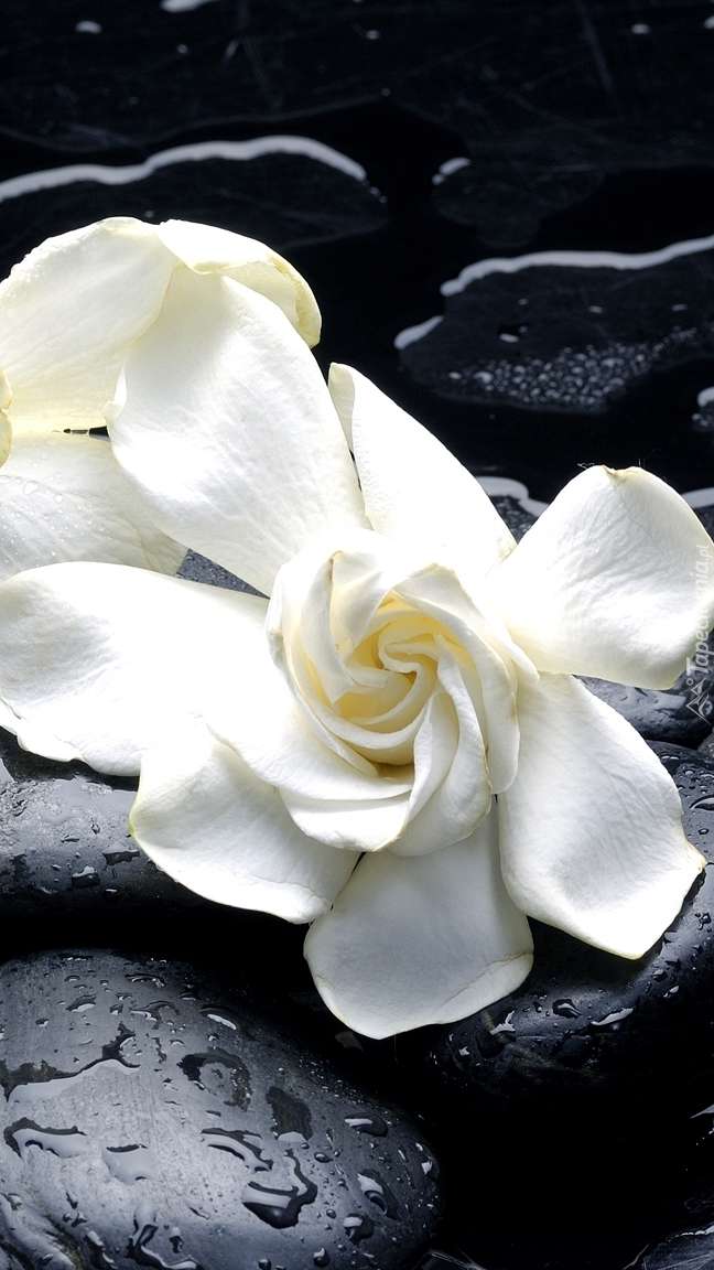 bílé květy skládačky online