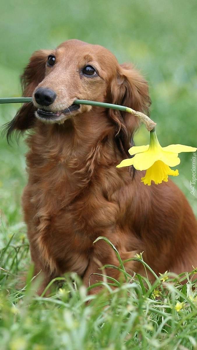 perro salchicha con una flor rompecabezas en línea