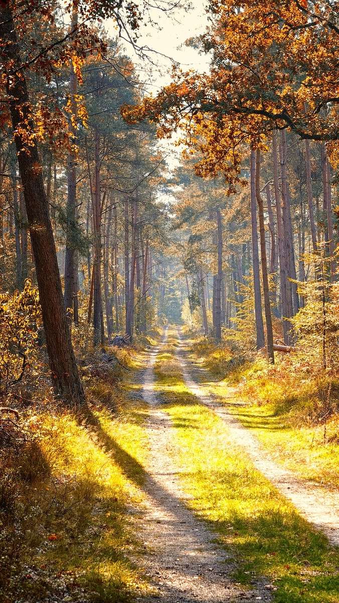 camino iluminado en el bosque rompecabezas en línea