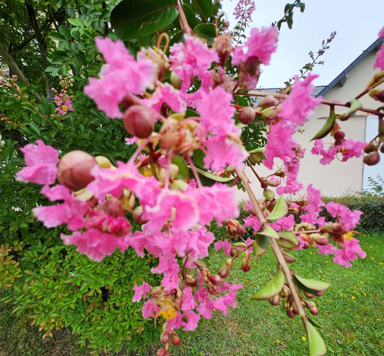 ALBERO CON IL FIORE DENTELLARE puzzle online