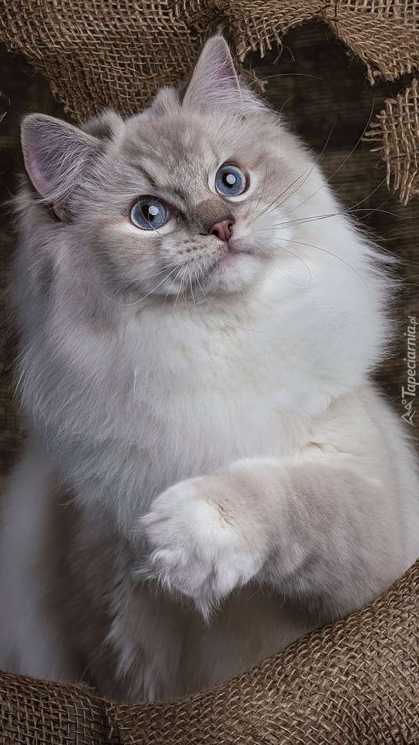 красиве кошеня регдолл онлайн пазл