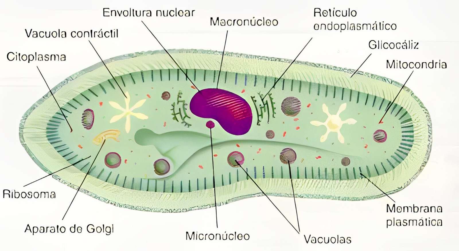 protozoa jigsaw puzzle online