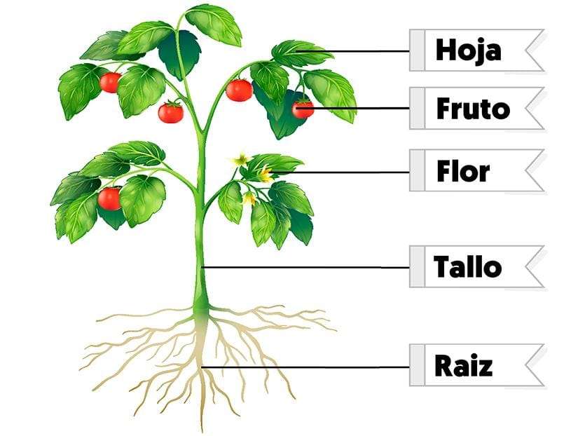 Části rostliny online puzzle