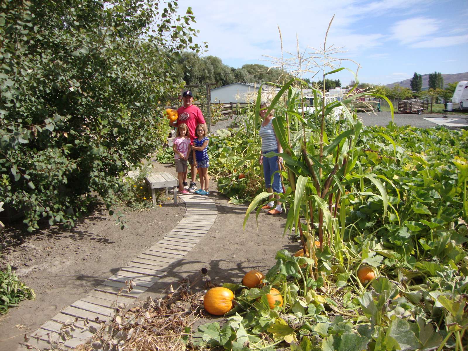 Huerto de calabazas rompecabezas en línea