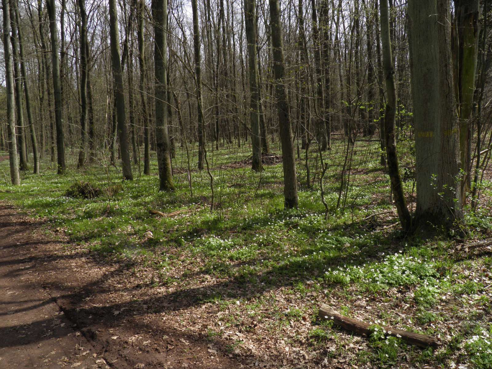 un fragmento de una pista forestal rompecabezas en línea