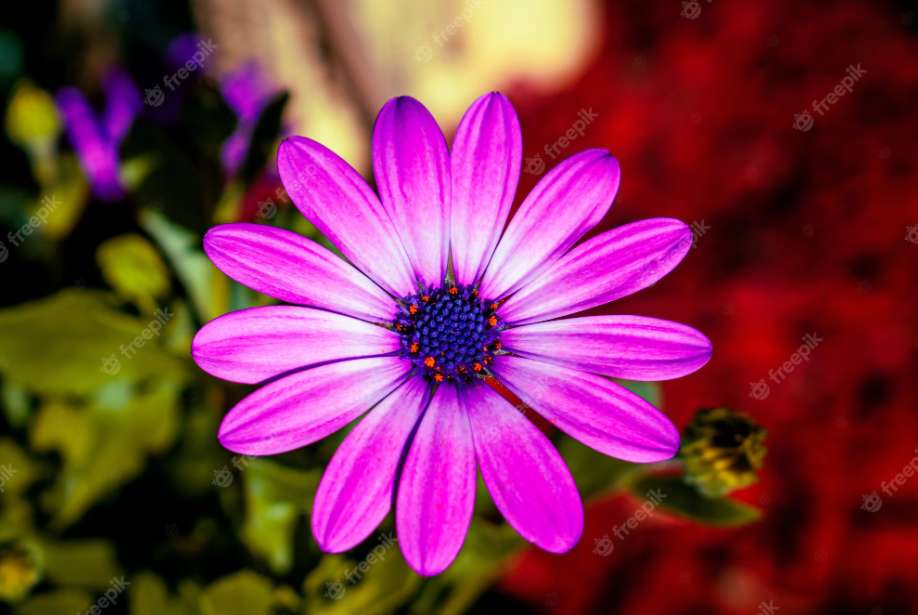 πολύχρωμο λουλούδι. παζλ online
