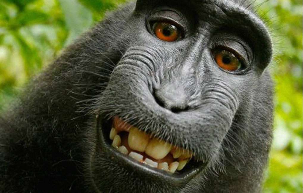 щастлива маймуна онлайн пъзел