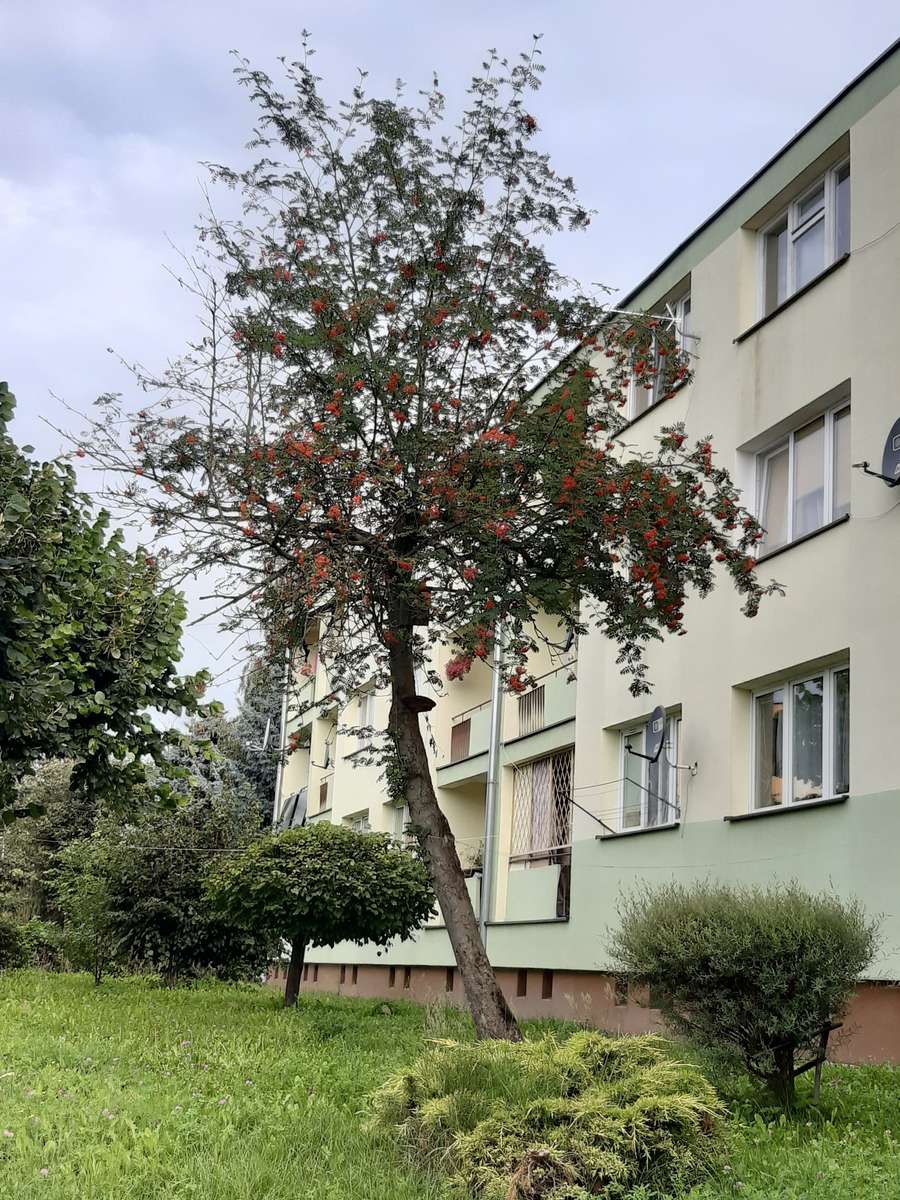 lövträd på block bakgrund pussel på nätet