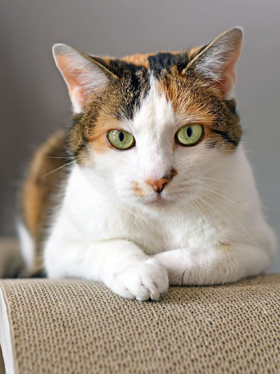 美しい猫 ジグソーパズルオンライン