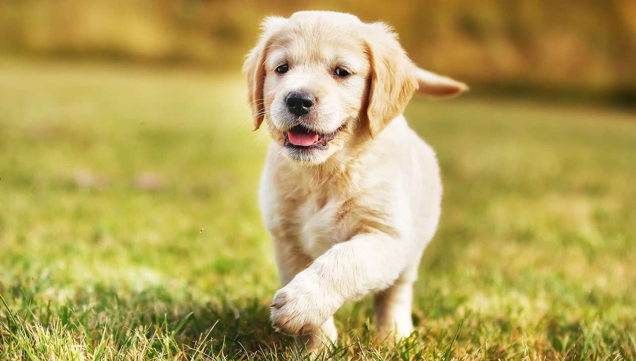 子犬 オンラインパズル