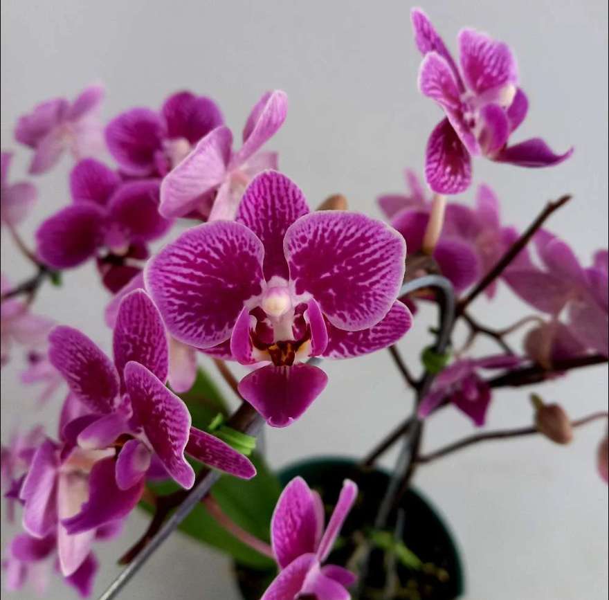 lila orkidé pussel på nätet