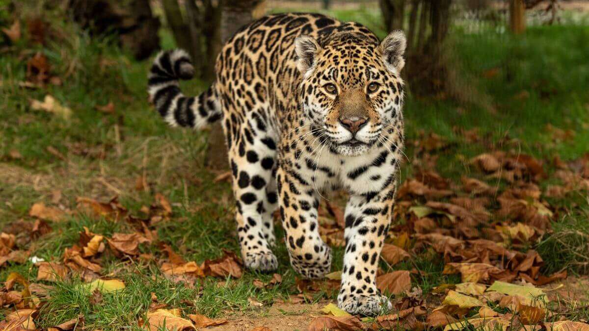 Jaguar. онлайн пъзел