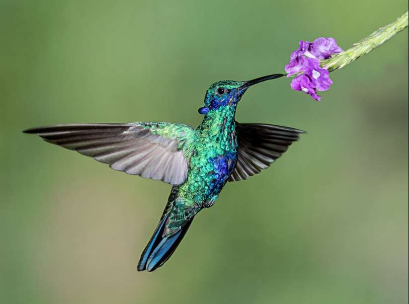 colibrì di uccelli puzzle online