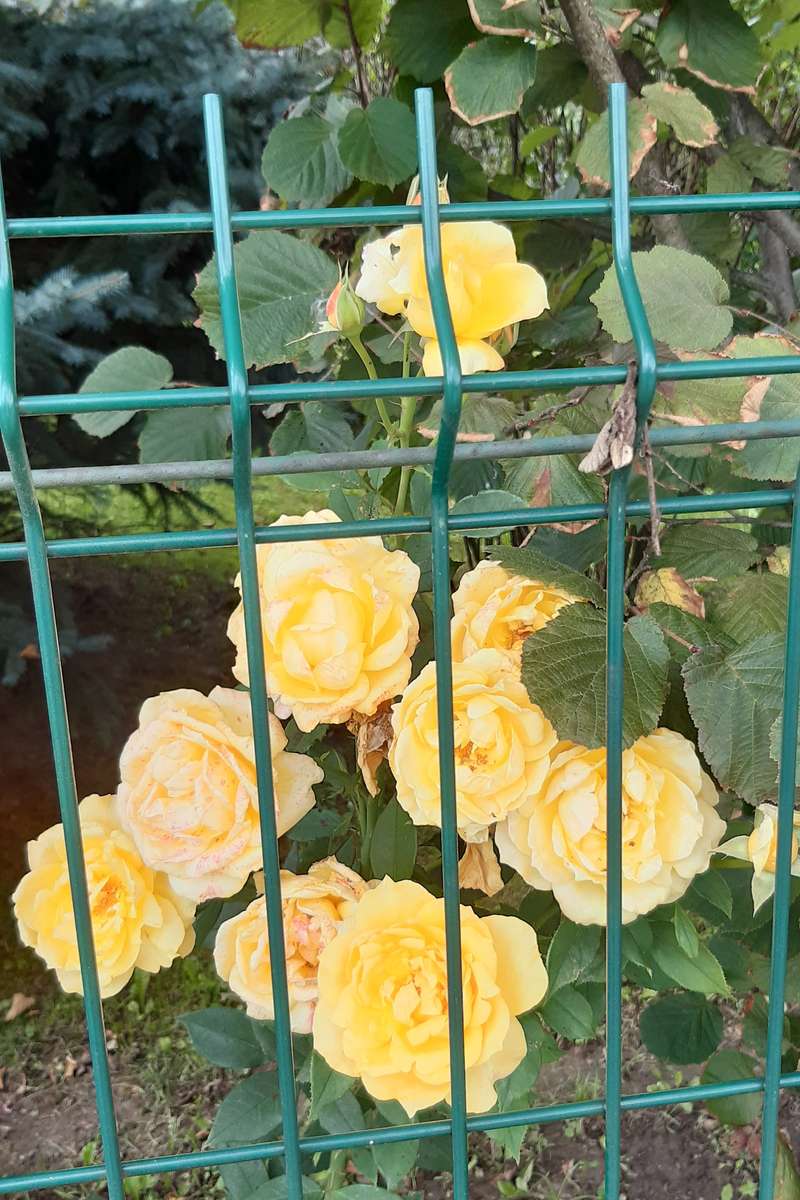 rosas de té detrás de la valla rompecabezas en línea