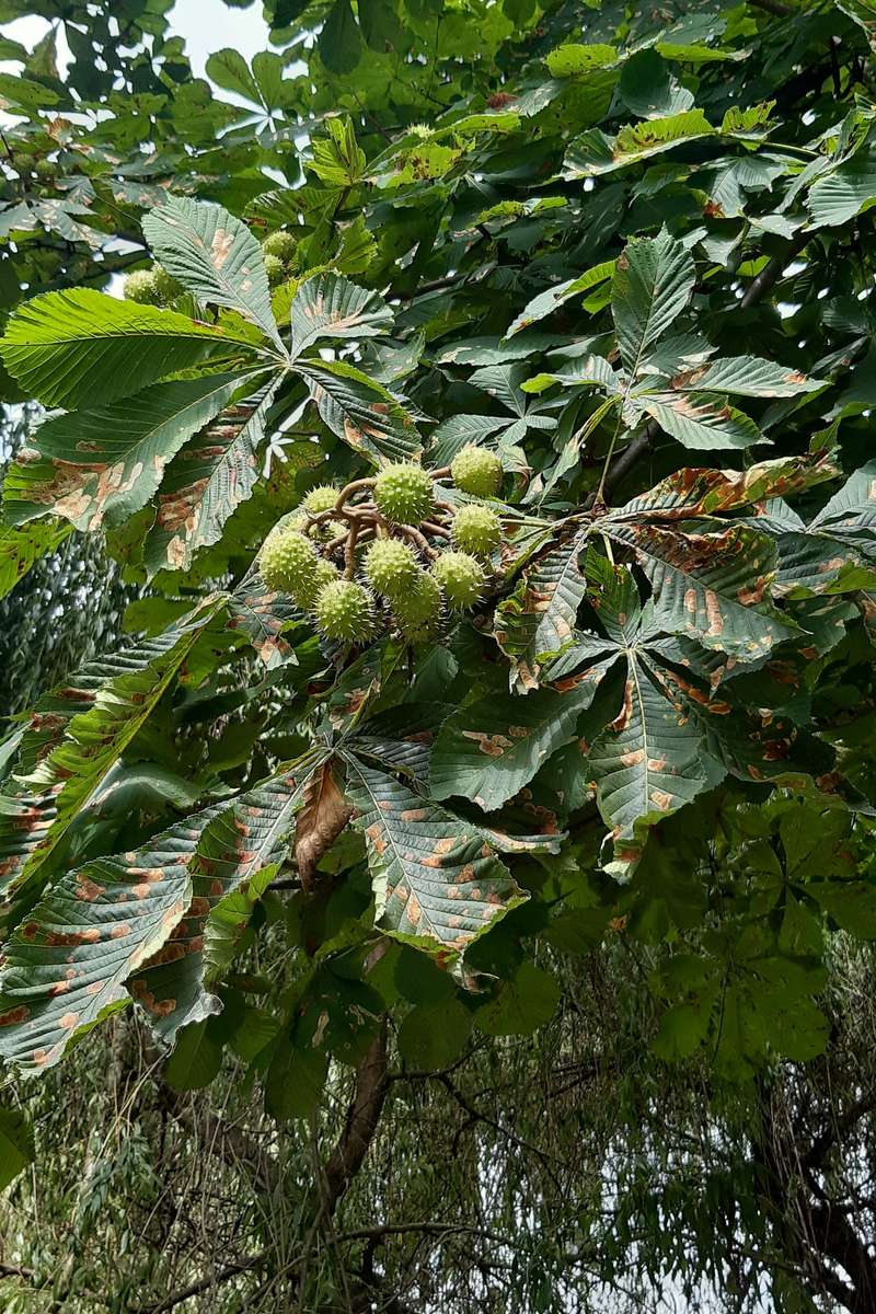 chestnut with fruit jigsaw puzzle online