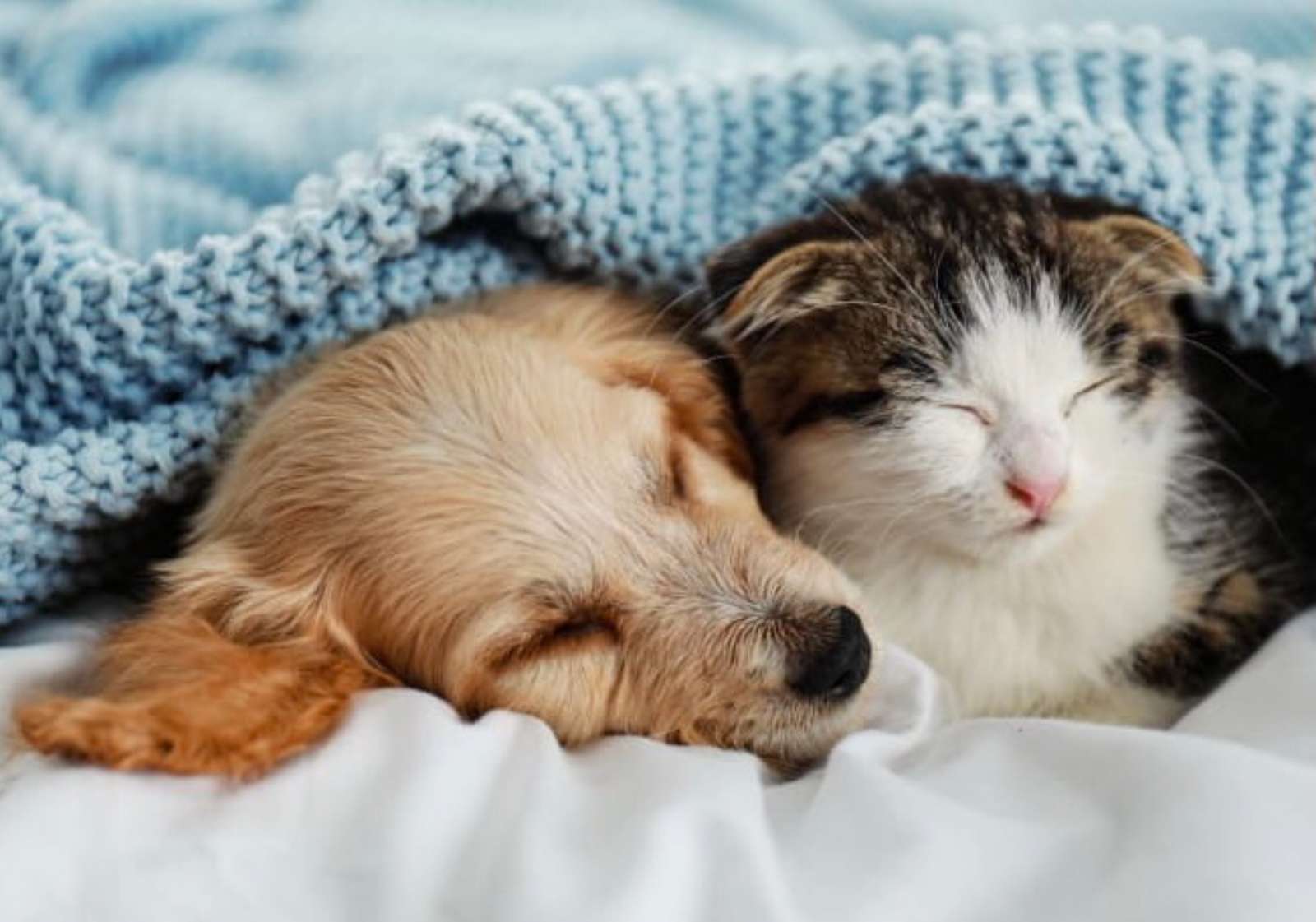 子犬と子猫の寄り添う時間❤️❤️❤️❤️ ジグソーパズルオンライン