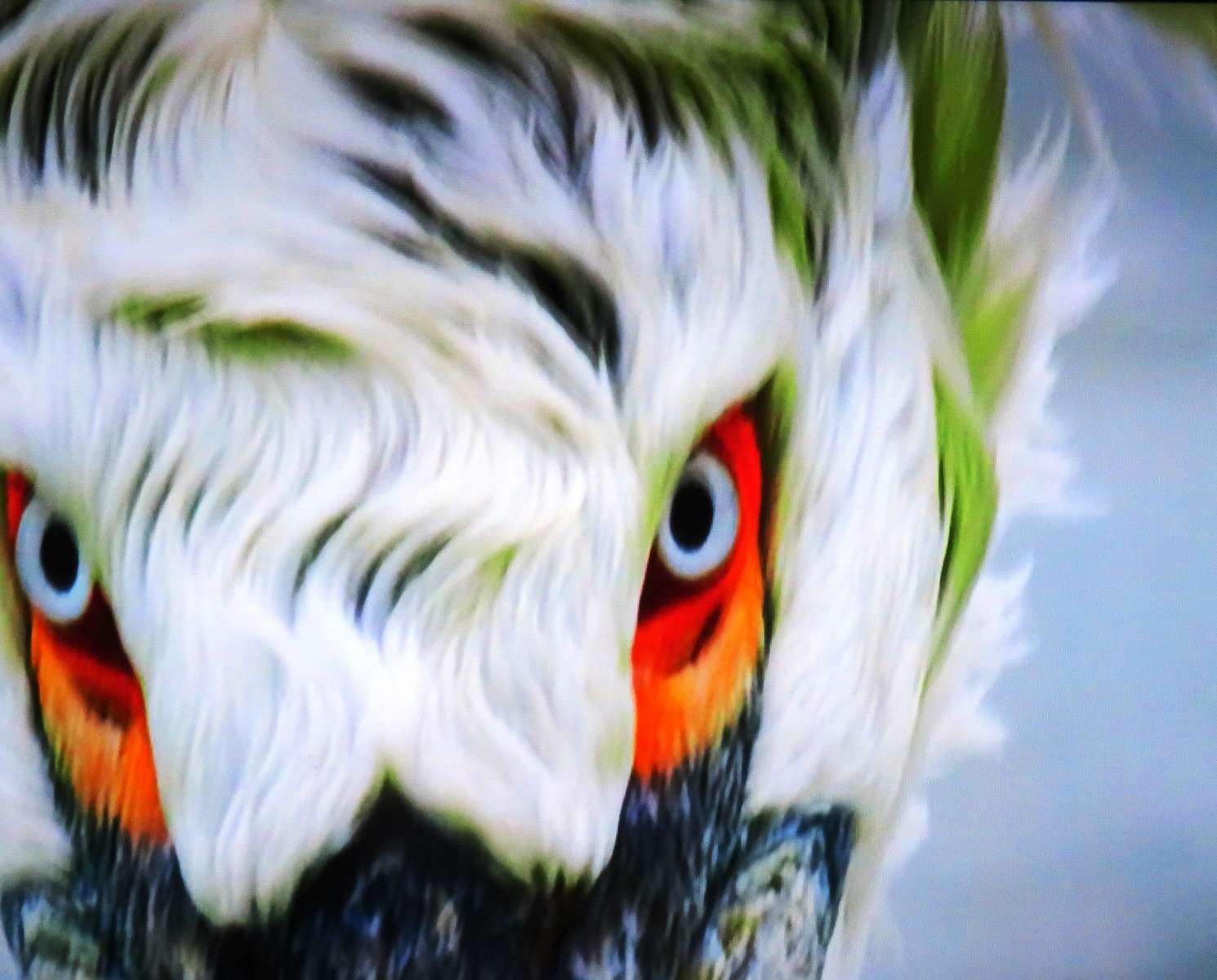 погляд пелікана пазл онлайн