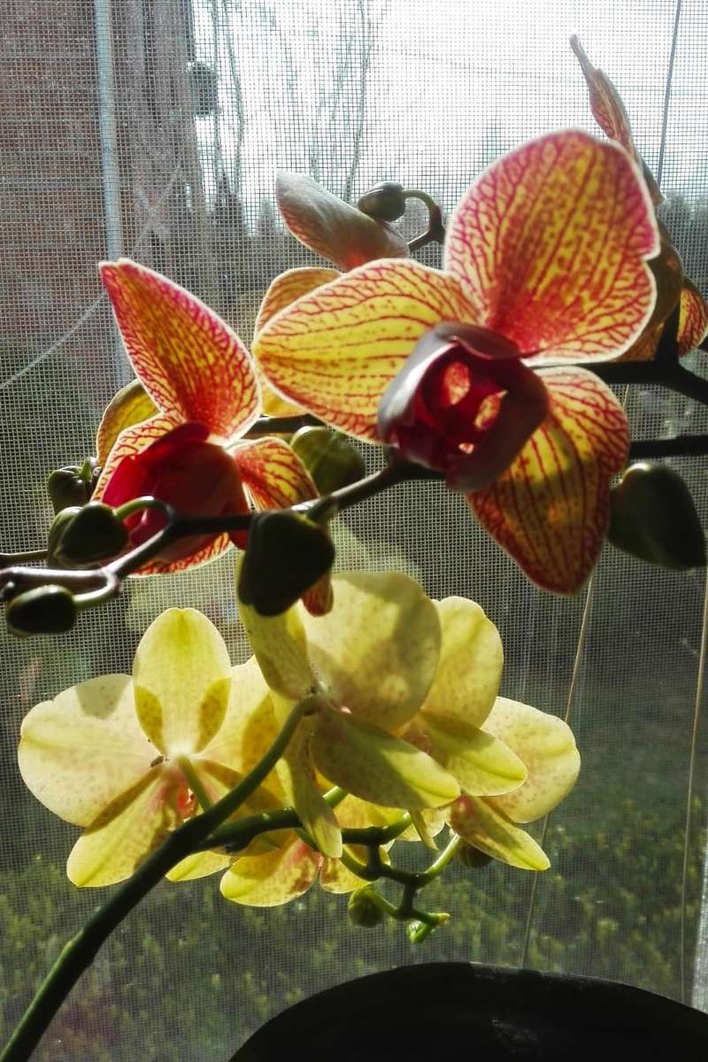 квітка орхідеї пазл онлайн
