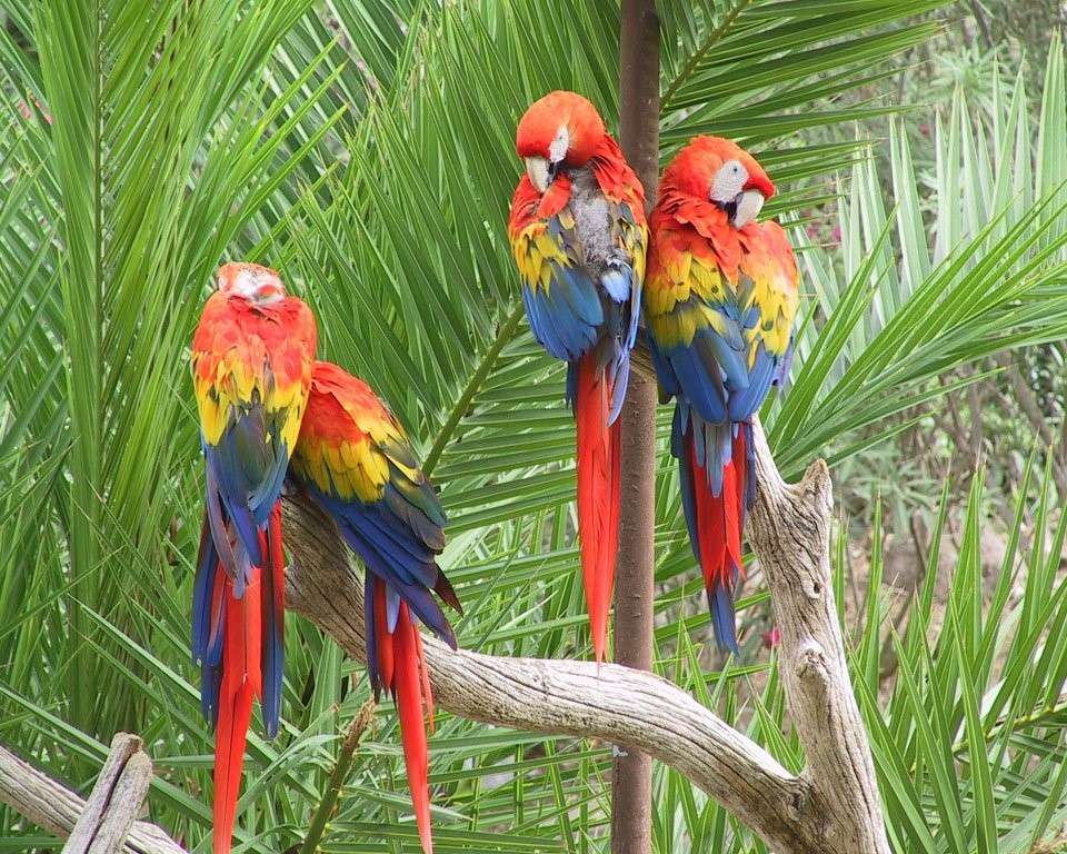 színes papagájok online puzzle