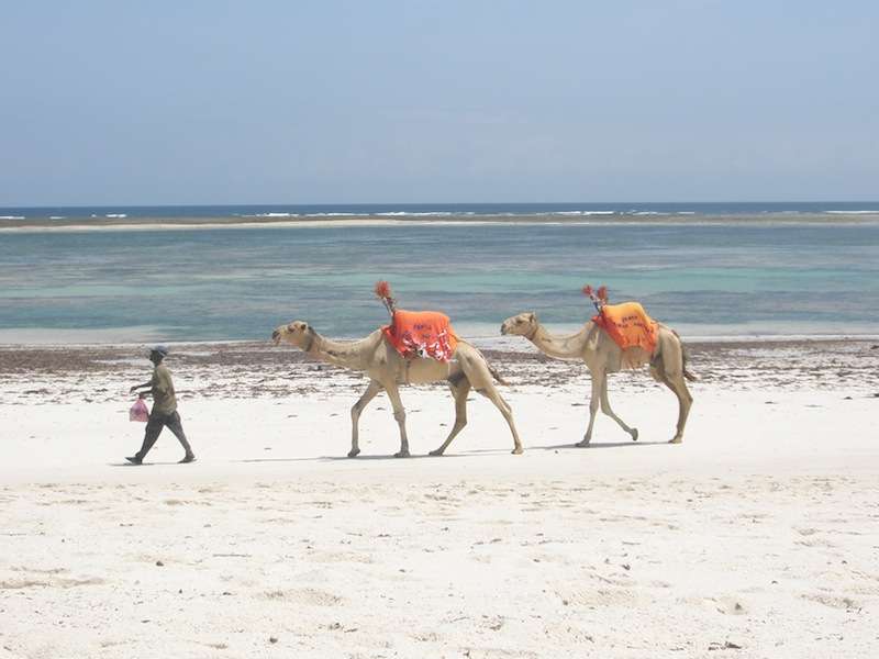Plajă. mombas. Oceanul Indian puzzle online