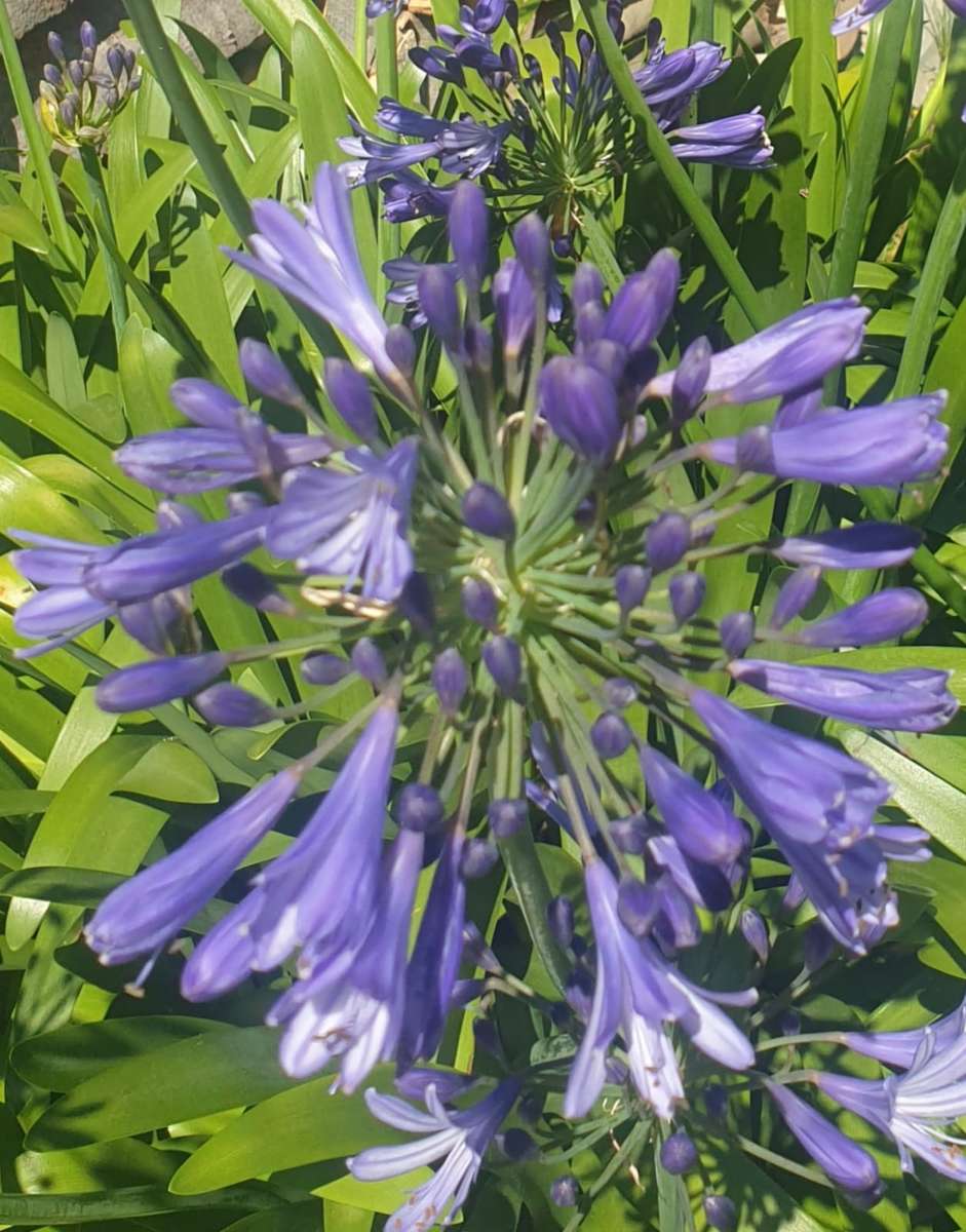 fialové květy zblízka skládačky online