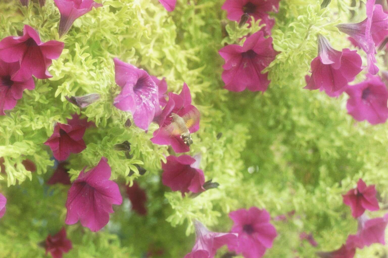 Papillon colibri dans les petunias puzzle online