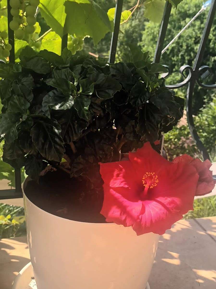 planta con flores en una maceta rompecabezas en línea