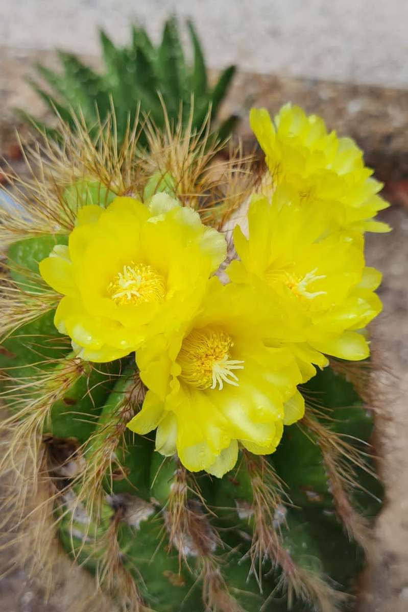 cactus à fleurs jaunes puzzle en ligne