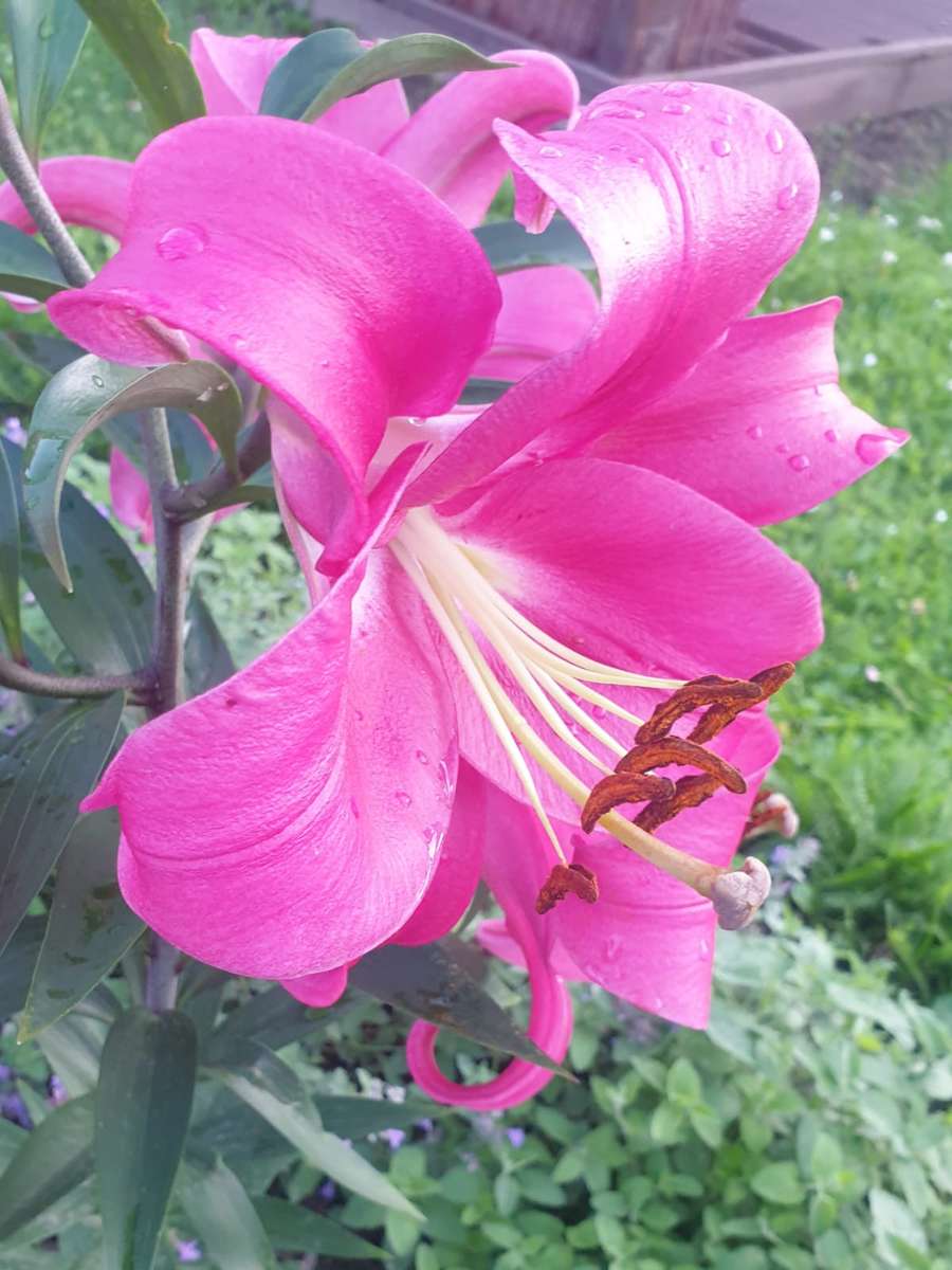 красивая и ароматная лилия пазл онлайн