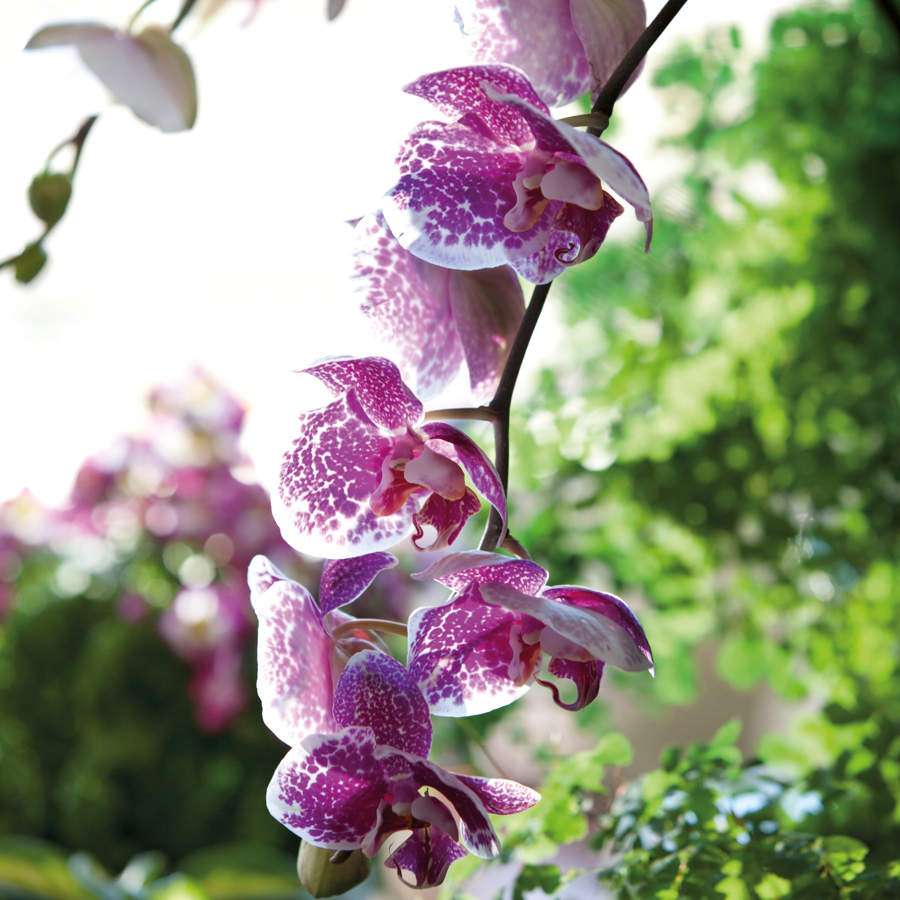 забавното лотосово цвете онлайн пъзел