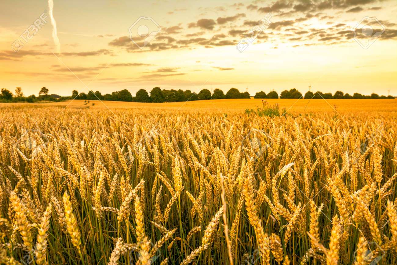 wheat puzzle jigsaw puzzle online