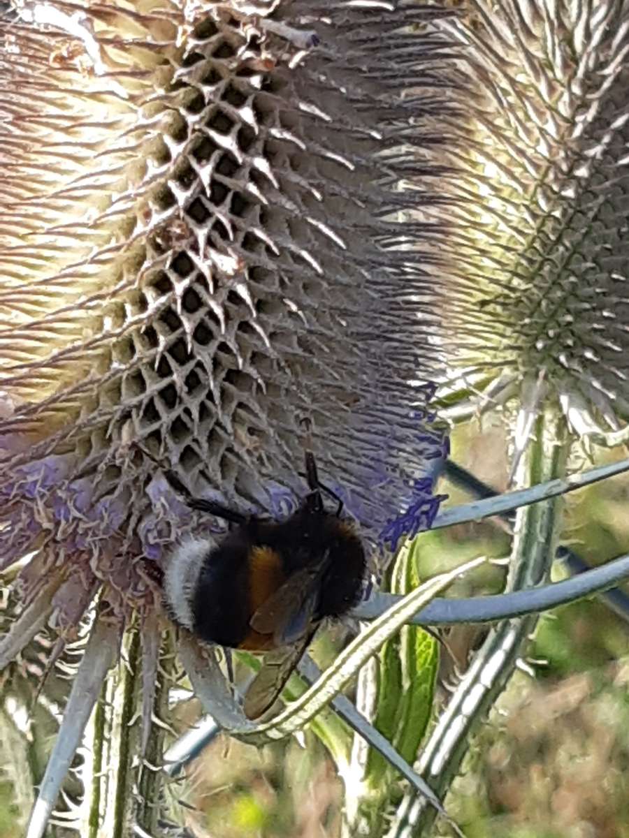 abelha em uma flor quebra-cabeças online