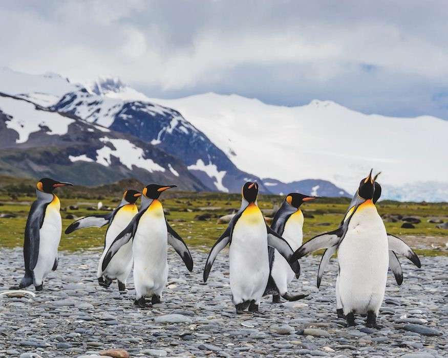 Pingviner i Antarktis pussel på nätet
