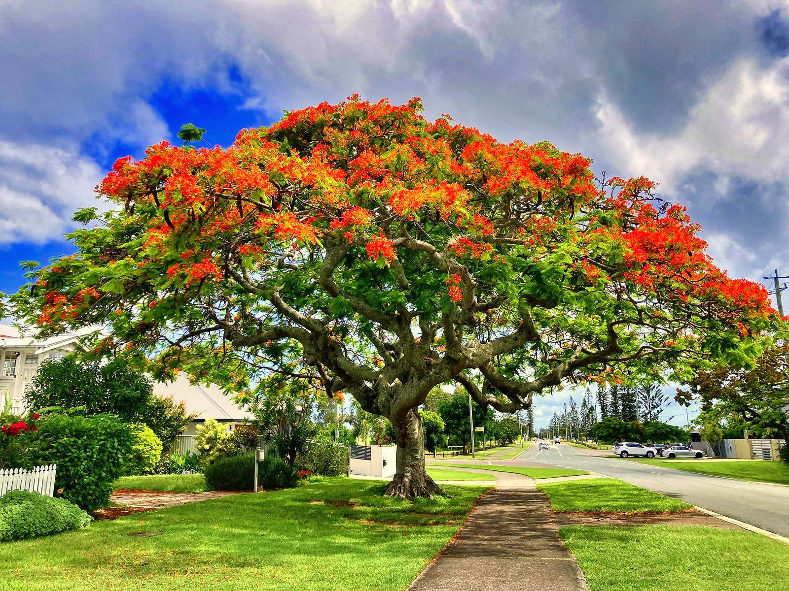 Poinciana Real puzzle online