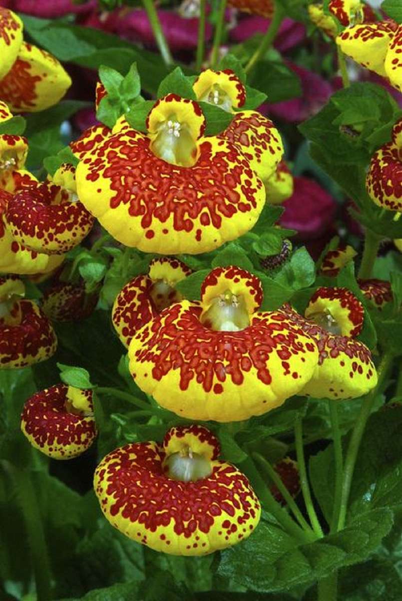 Calceolaria jigsaw puzzle online