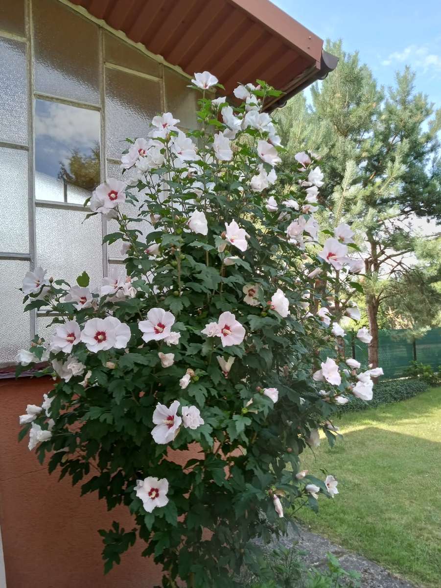buisson d'hibiscus devant la maison puzzle en ligne