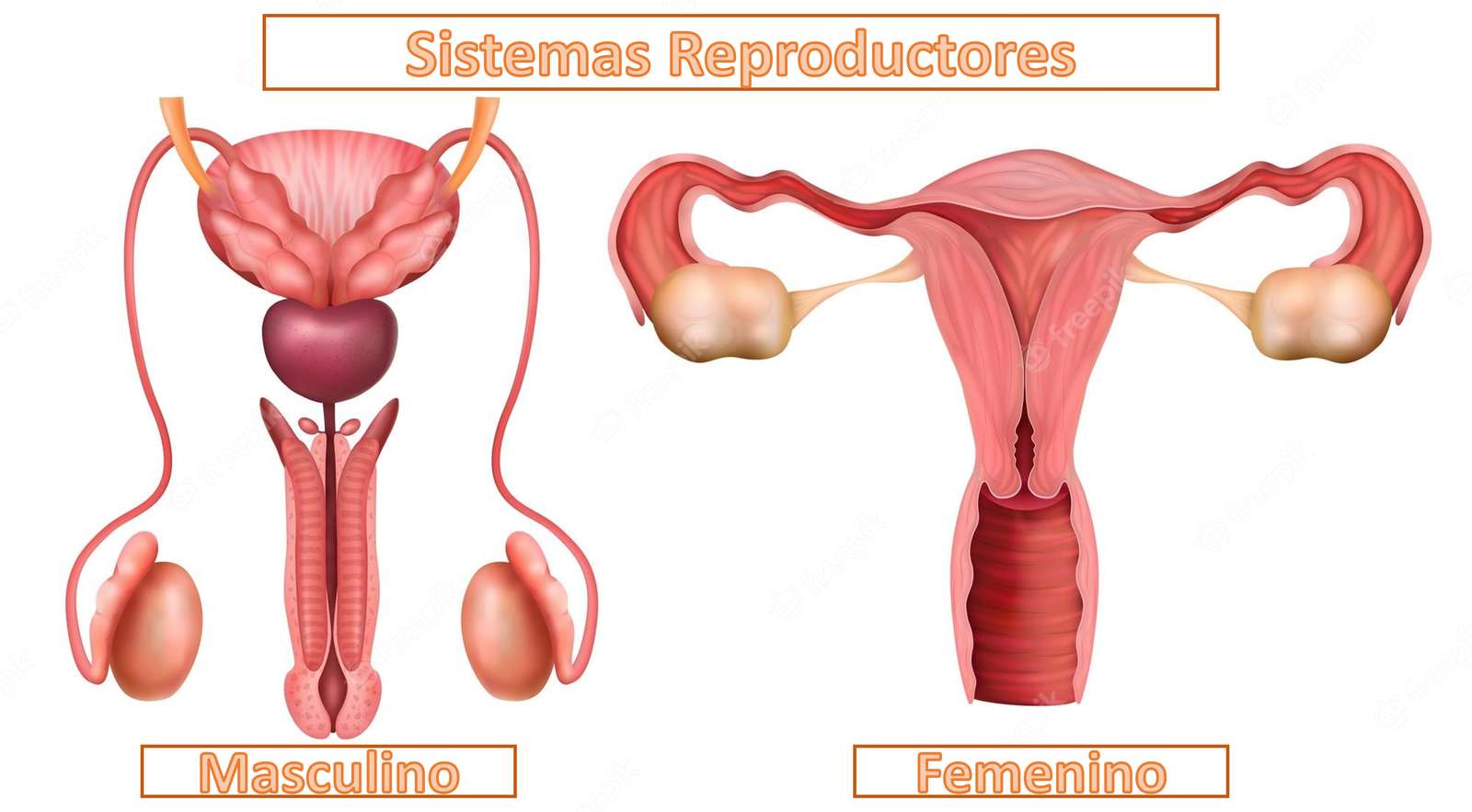 Sistemas Reprodutores quebra-cabeças online