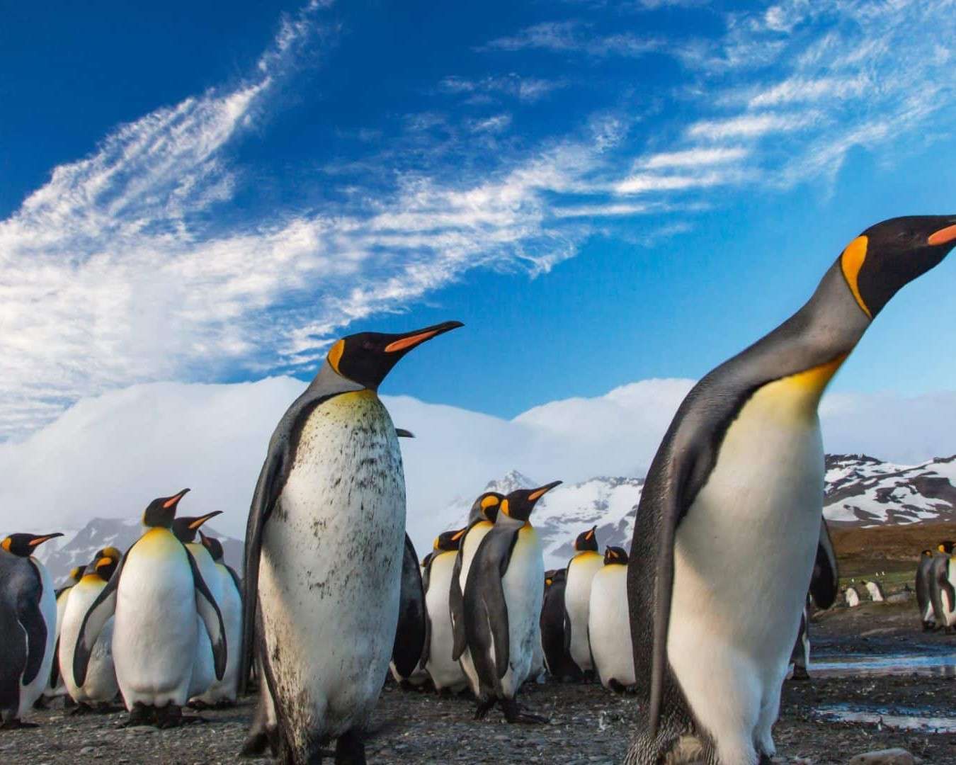 Пінгвіни в Антарктиді онлайн пазл