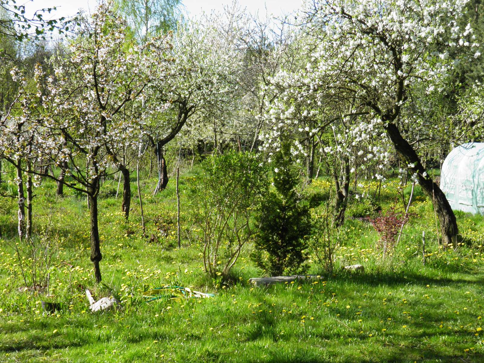 primavera en el huerto rompecabezas en línea