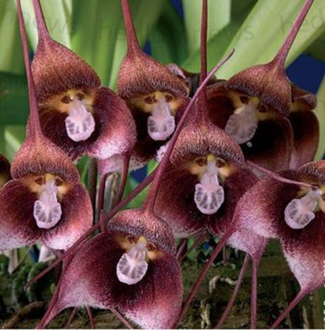 Орхидеи с маймунско лице (Dracula simia) онлайн пъзел