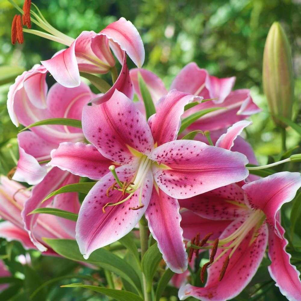 Pink lilies online puzzle