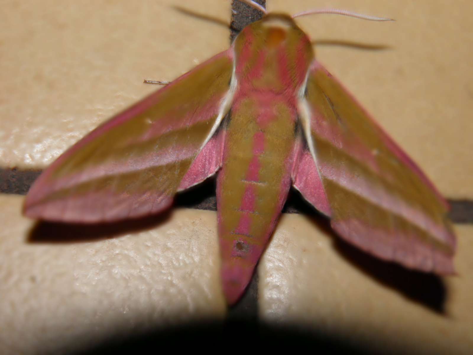 красивая ночная бабочка пазл онлайн
