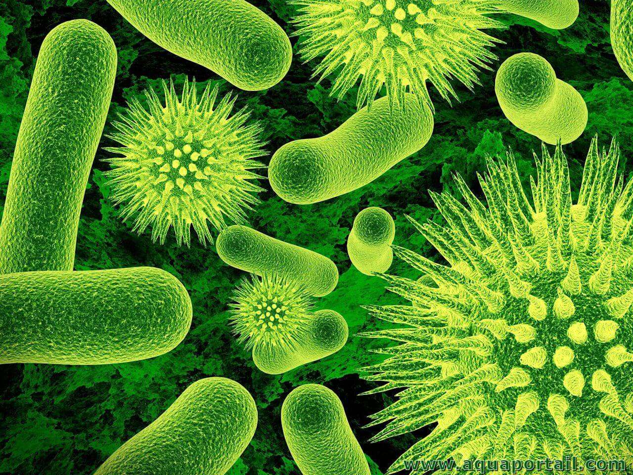 бактерия онлайн-пазл